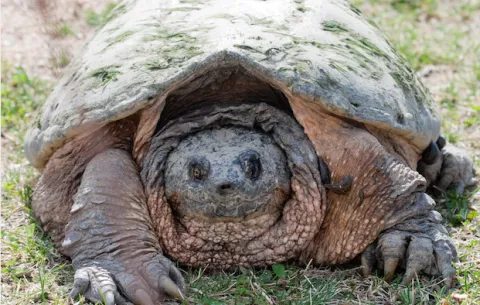 A picture of an alligator snapping turtle.